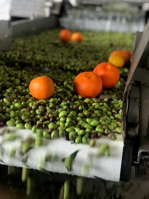 Estate Grown Greek Orange Olive Oil - 250ml