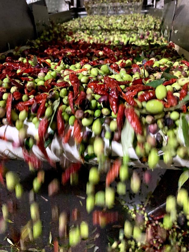 Cold Fused - Chili Pepper Greek Olive Oil - 250ML